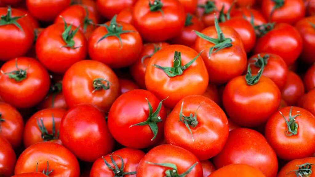tomato price alert