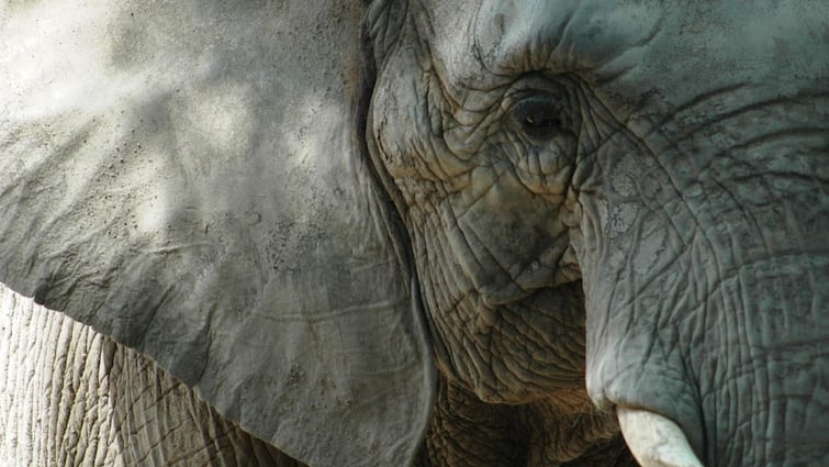'राहुल मानव जीवन के प्रति उदासीन लगते हैं': वायनाड में हाथी के हमले में महिला की मौत पर भाजपा के सुरेंद्रन
