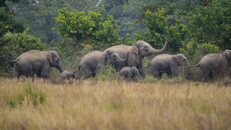 'सूर्यास्त से पहले वोट डालें': लोकसभा चुनाव से पहले अधिकारी कोरबा में हाथियों की समस्या से निपट रहे हैं
