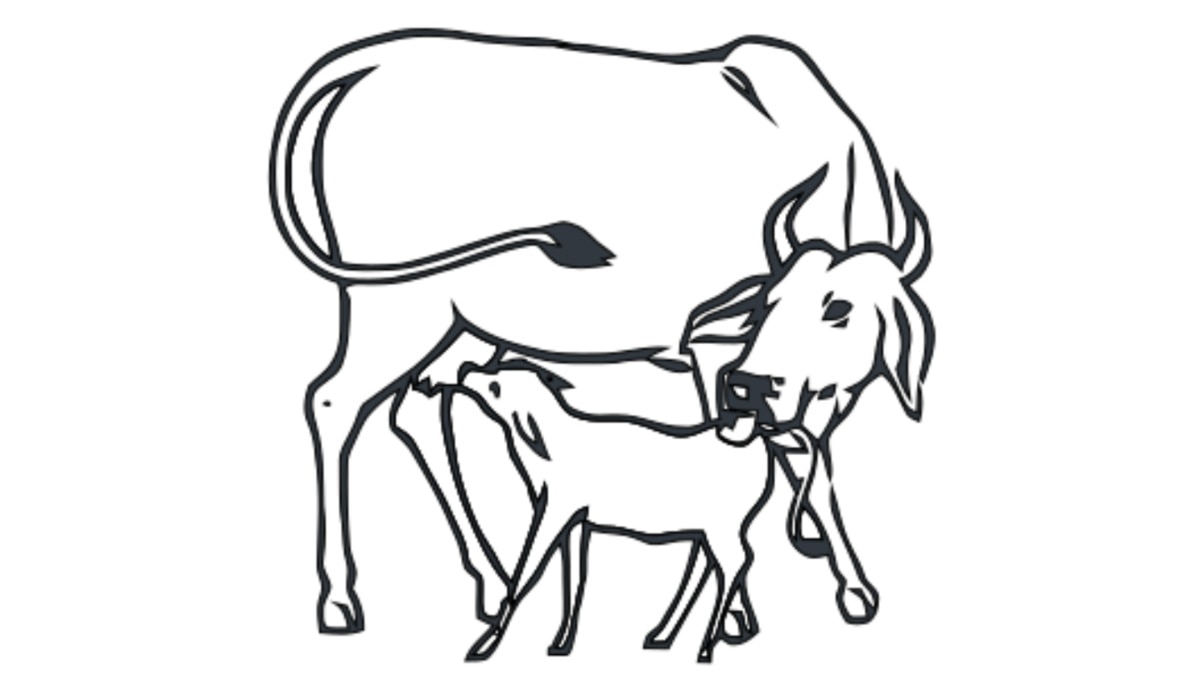 गौ 'केवल' माता 'है जब नस्ल भारतीय है। विदेशी जर्सी गाय राजनीति में एक और कहानी है